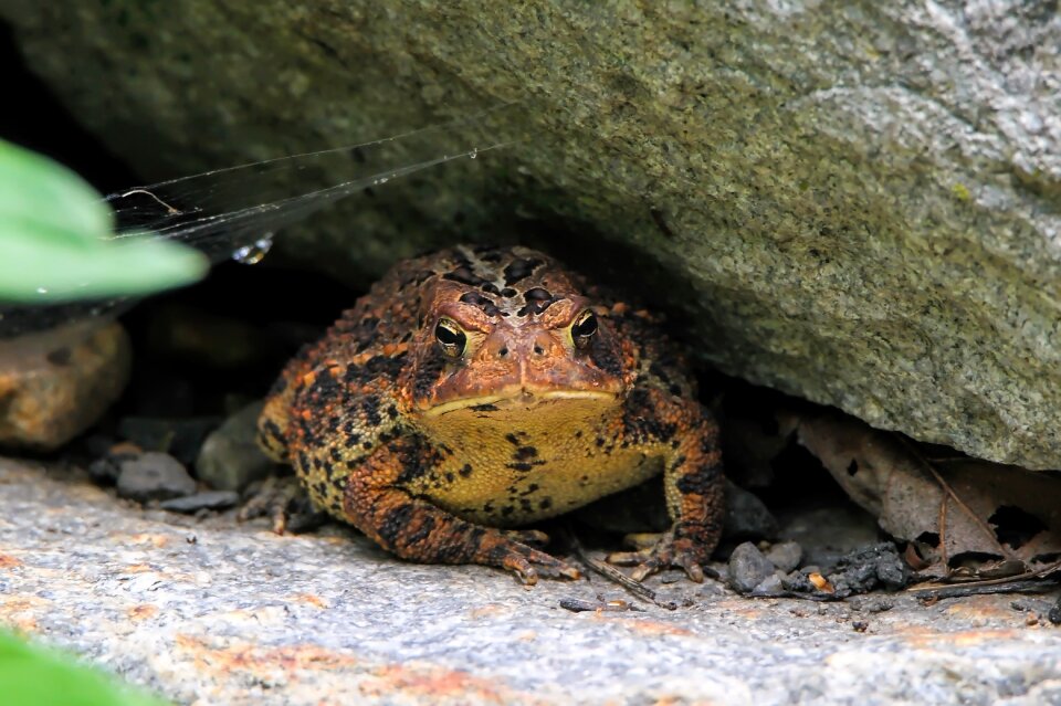 Amphibian nature