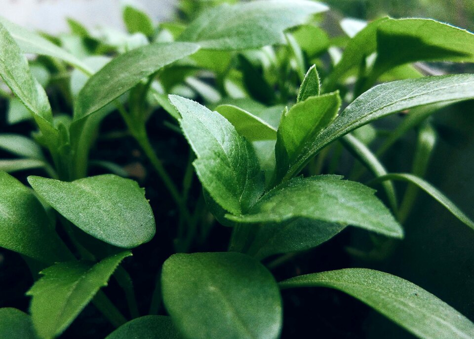 Leaves nature greens