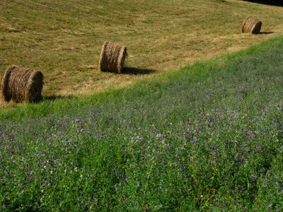Forage agriculture summer