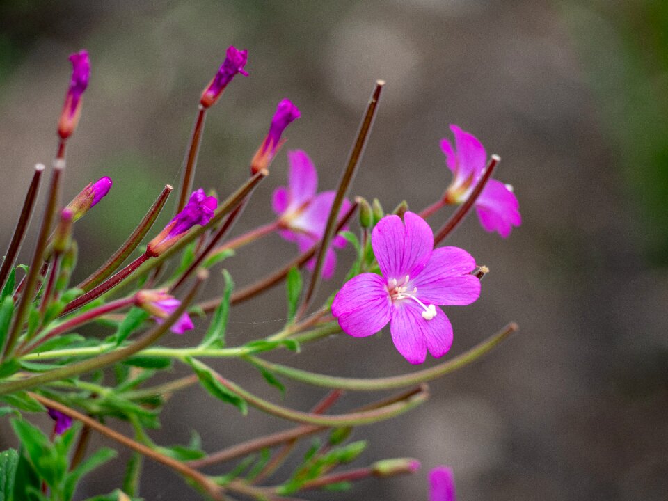 Bokeh outdoors wildflower