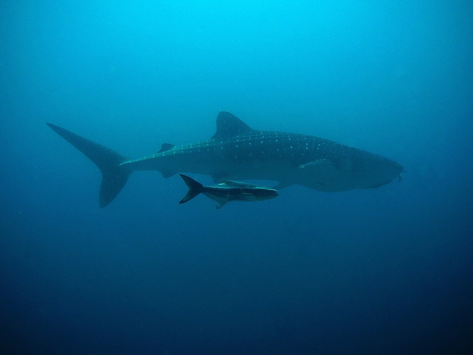 Underwater ocean fish