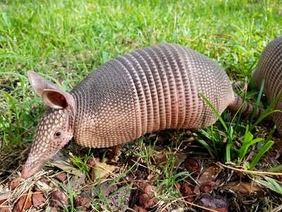 Fauna animal outdoors
