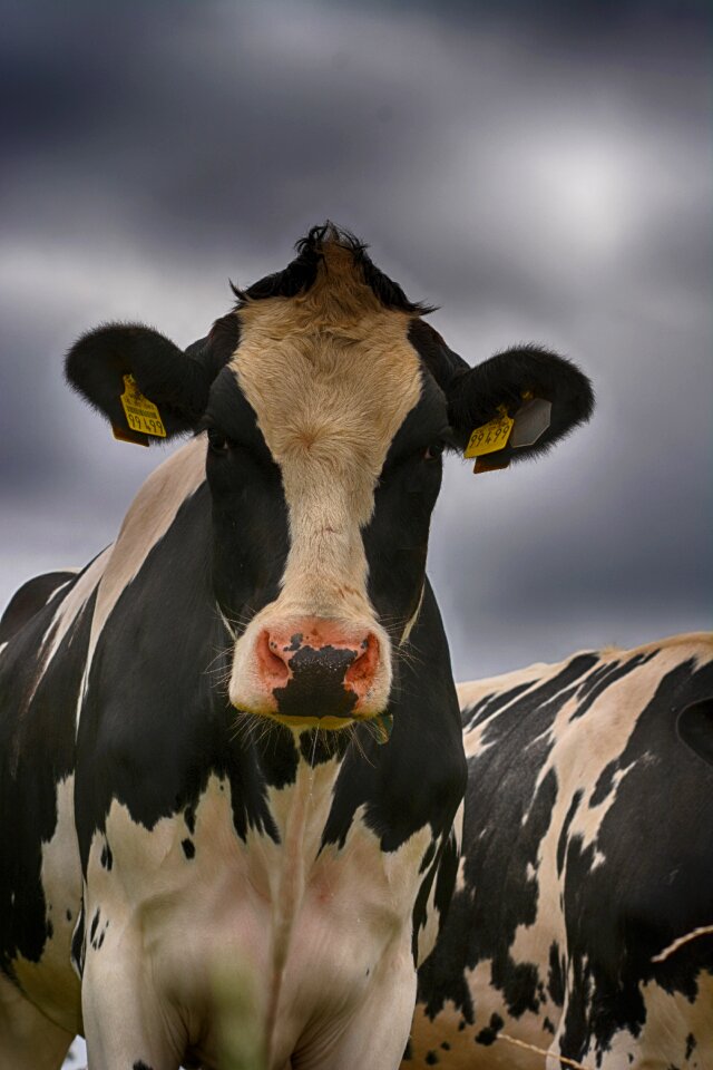 Cattle ruminant nature