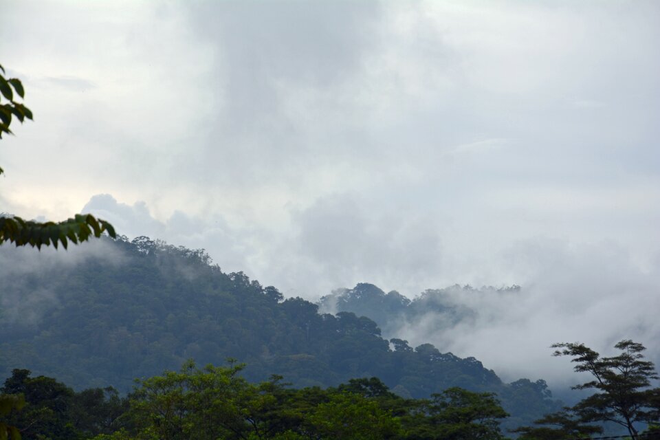 Sumatra ketambe gunung leuser national park