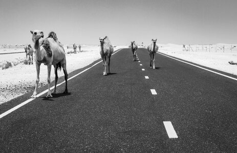 Dubai black and white animal photo