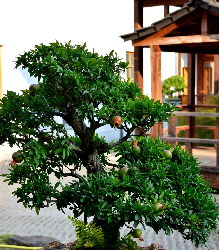 Bonsai pomegranate tree japanese garden