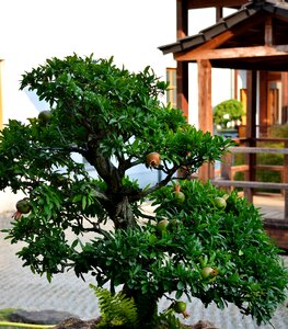 Bonsai pomegranate tree japanese garden
