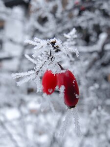 Decoration winter xmas