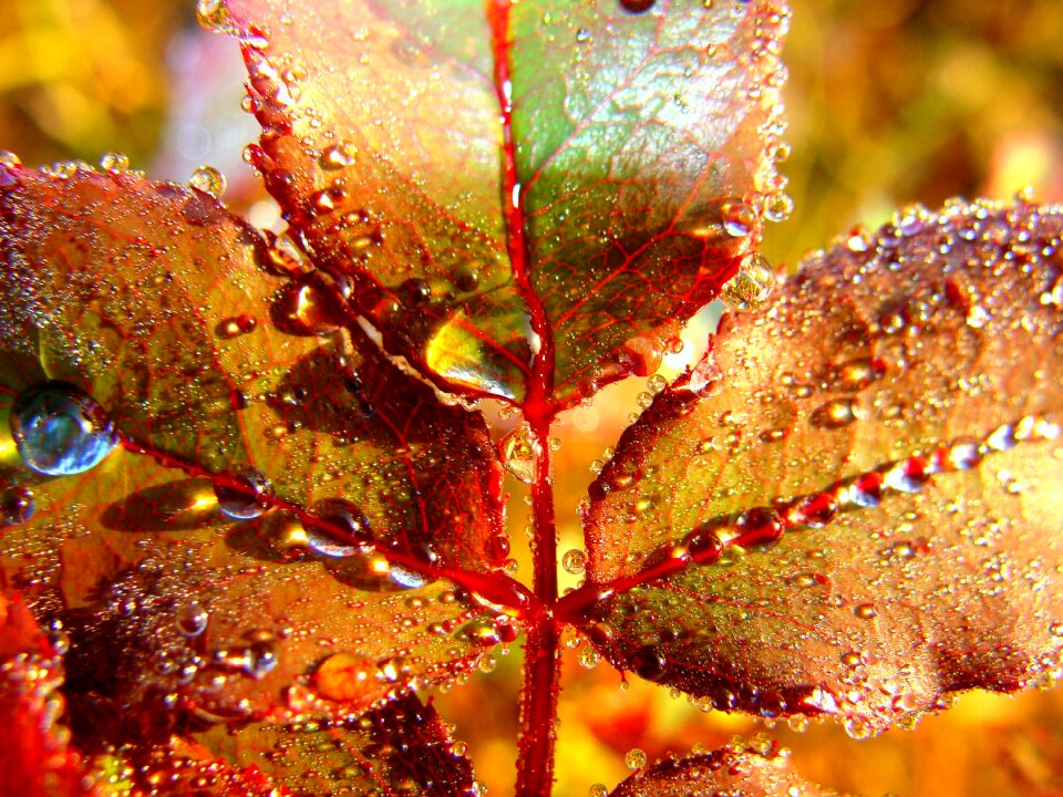 Nature plant wet