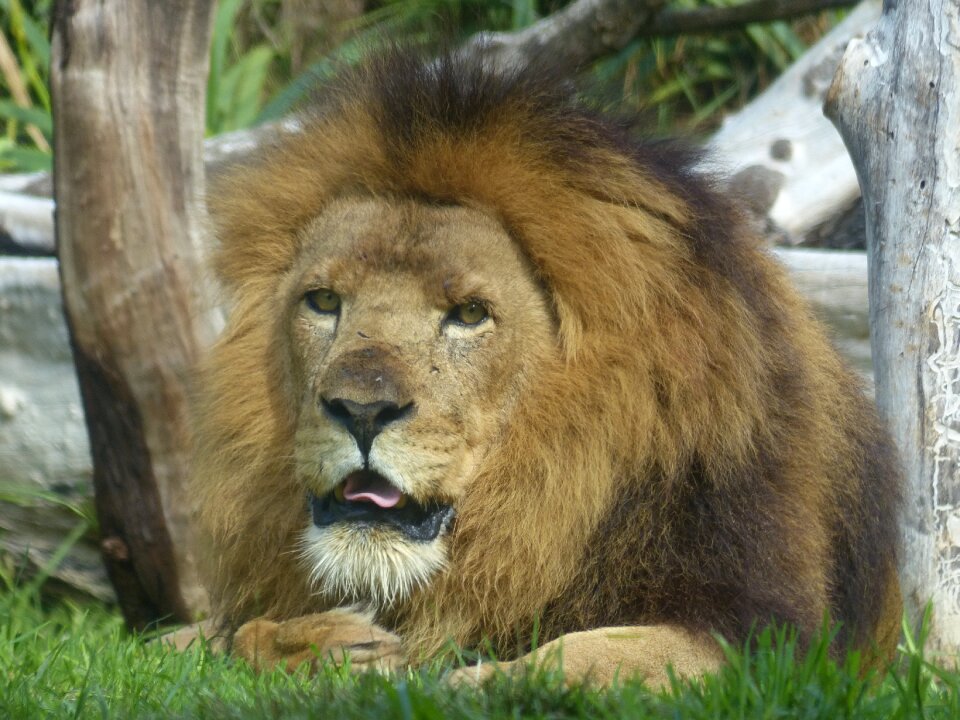 Cat zoo