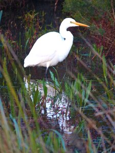 Bird egret