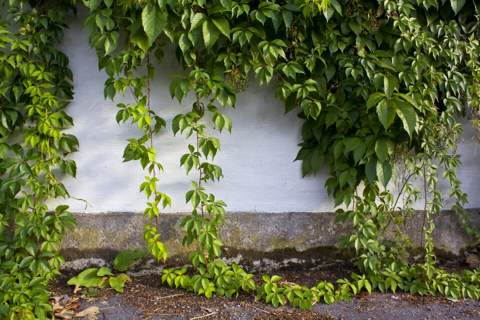 Foliage greenery leaf