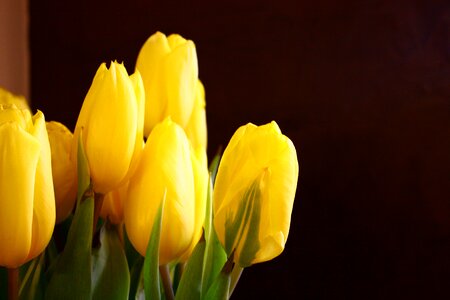 Flowers tulips bouquet