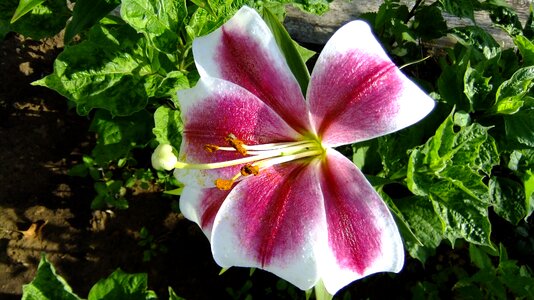 Flora lily beautiful