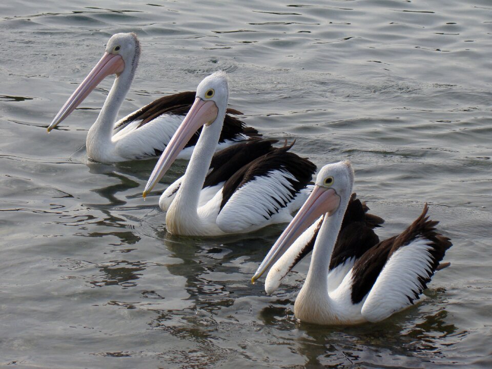 Beak australia