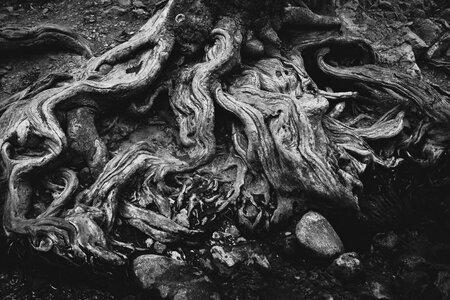 Nature wood