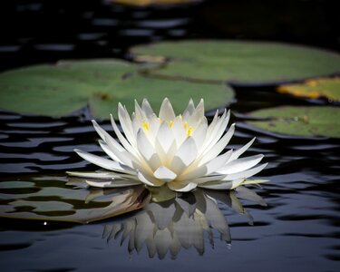 White flower