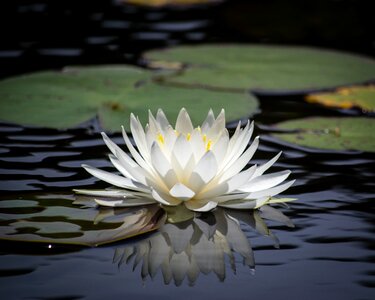 White flower photo