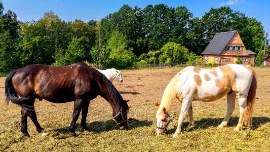 Landscape stallion farm