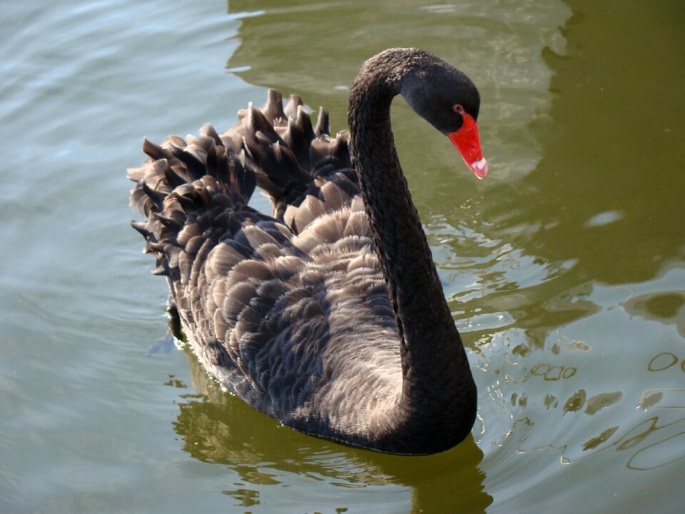 Wildlife fauna