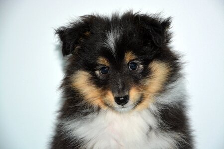 Shetland sheepdog bitch orka shetland sheepdog tricolour