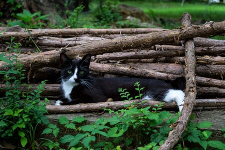 Feline outdoors