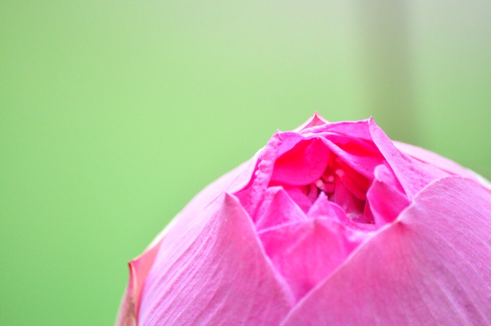 Thailand macro flower