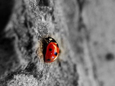 Nature ladybird red photo