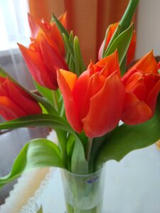 Orange flowers tulips