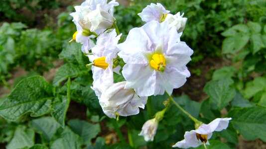 Flower flora bloom