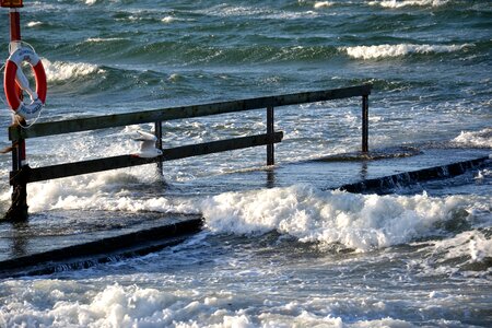 Storm sea seagull