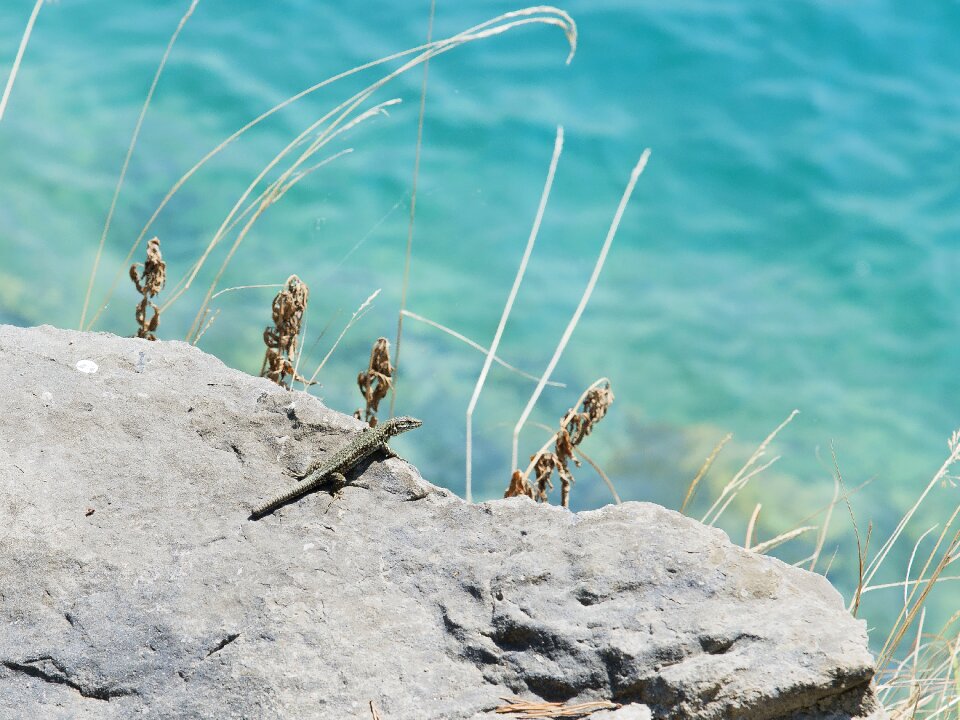 Nature animal reptile