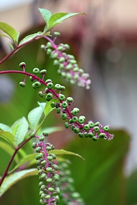 Berries summer environment