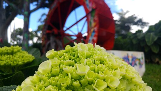 Flowers plant fresh