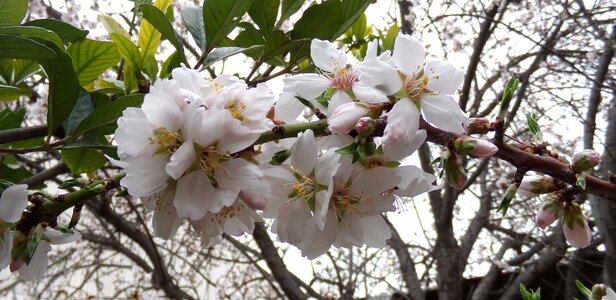 Tree flowers nature