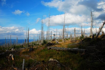 Karpacz tree mountains photo