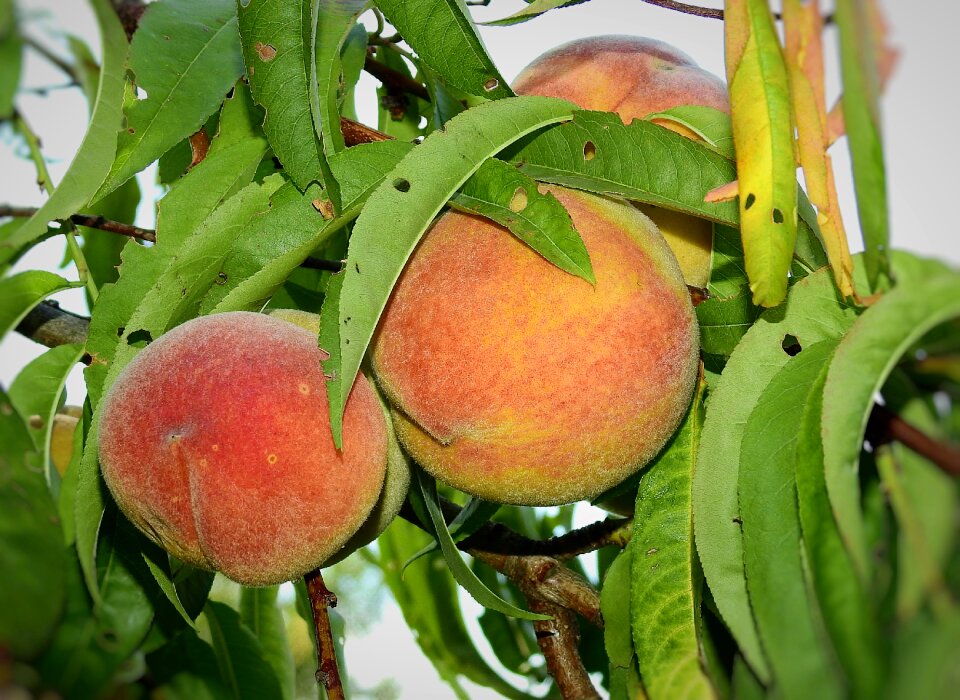 Vitamins delicious sweet