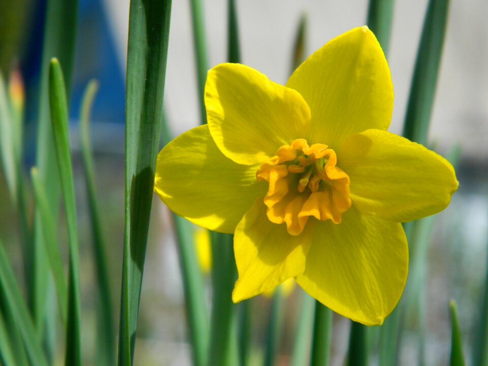 Narcissus spring nature