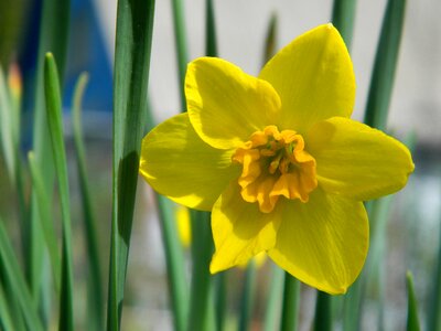 Narcissus spring nature photo