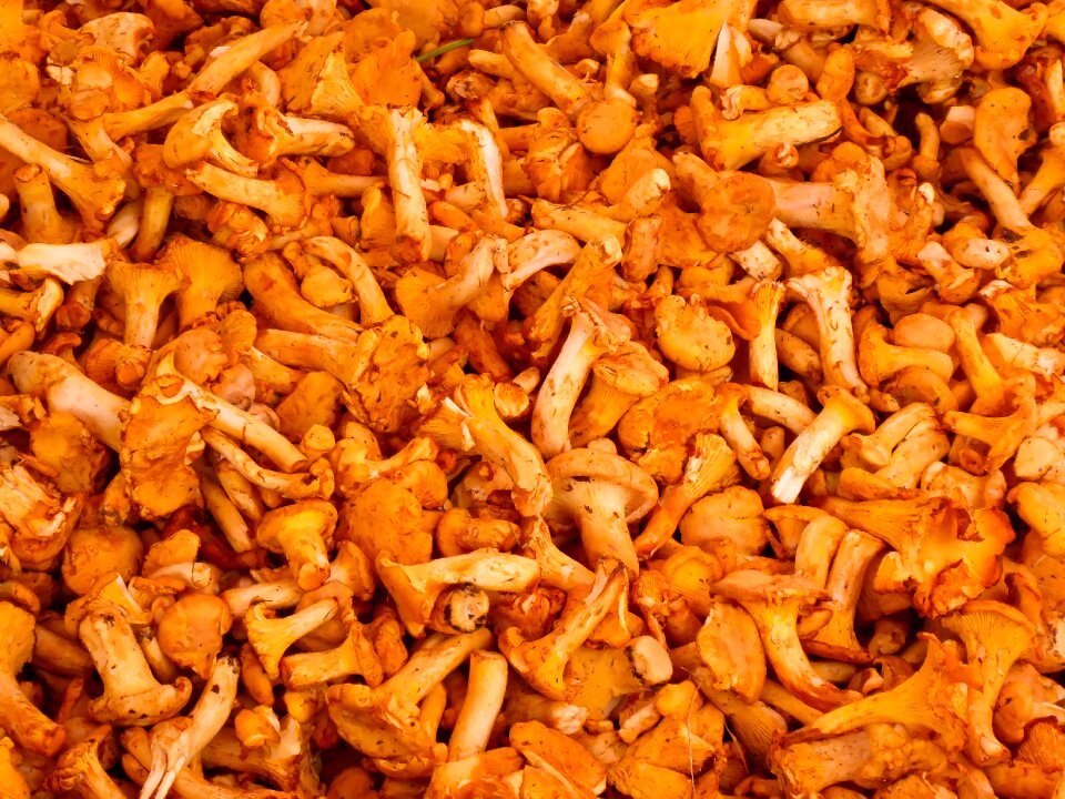 Nutrition vegetarian vitamins
