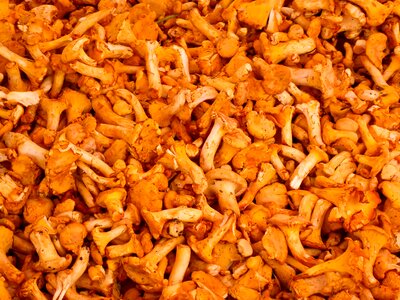 Nutrition vegetarian vitamins