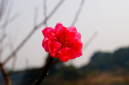 Plum flower petal flowers