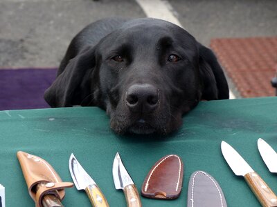 Animal pet canine