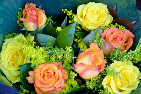 Flower blossom romantic