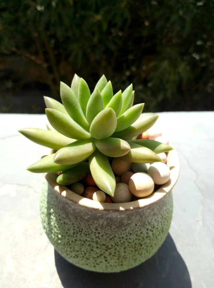Thousand buddha hand potted plants green plants