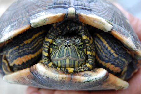 Nature animal hull