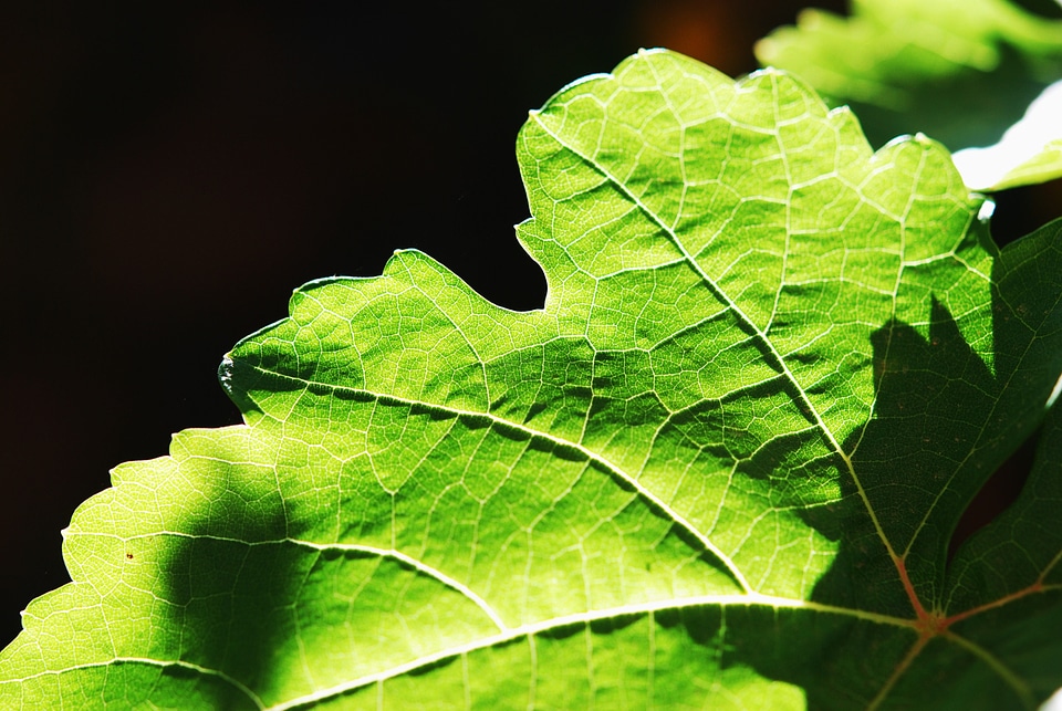 Nature green leaf natural