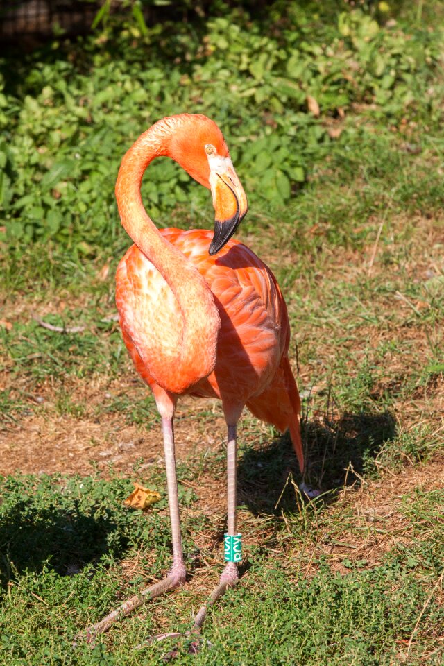 Bill red zoo