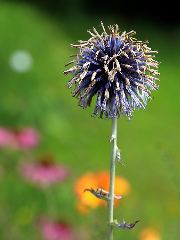 Blue echinops ritro echinops