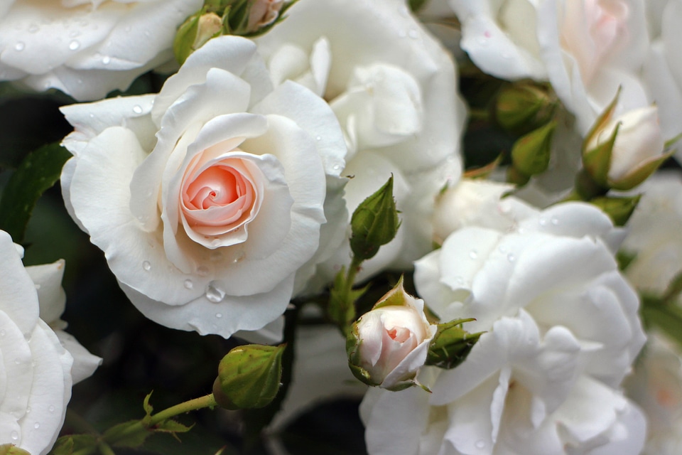 White cream roses